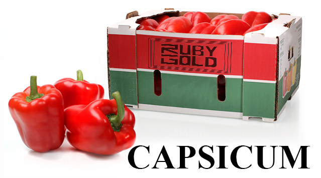capsicum